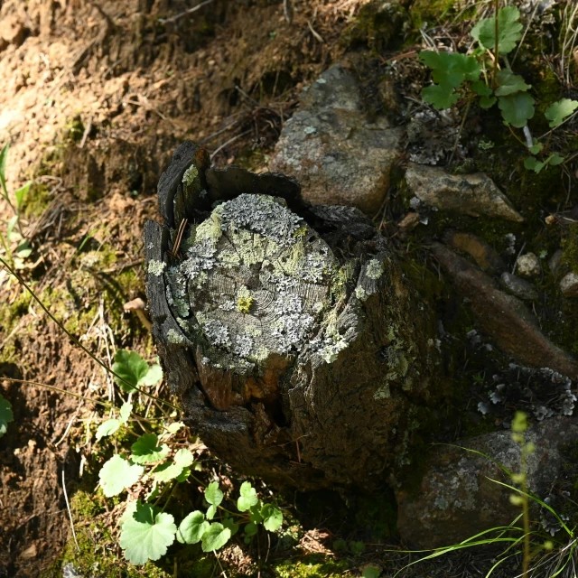 the remains of a large piece of rock surrounded by greenery