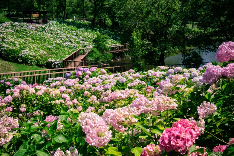 many different colors of flowers in the yard