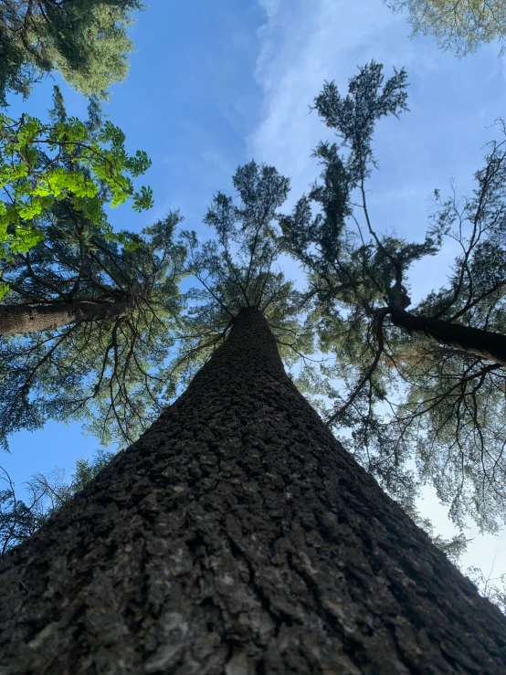 trees in a pine forest up close against the sky