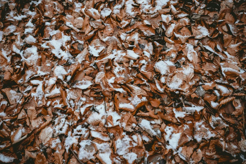some brown snow and leaves on the ground