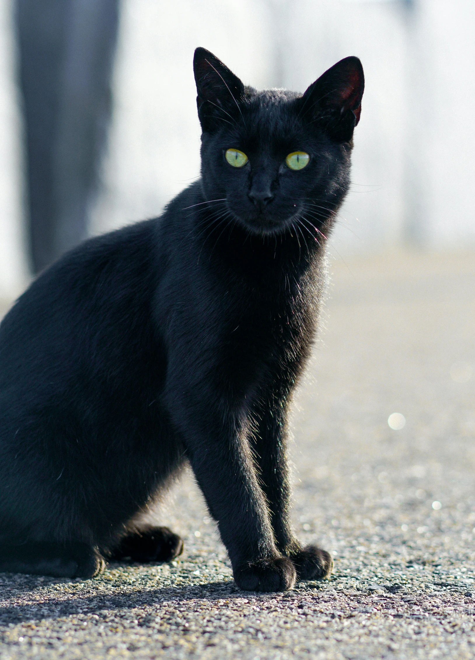 black cat with yellow eyes sitting in the street