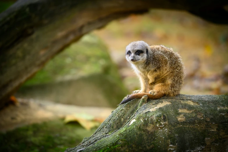 a little animal is sitting on a rock