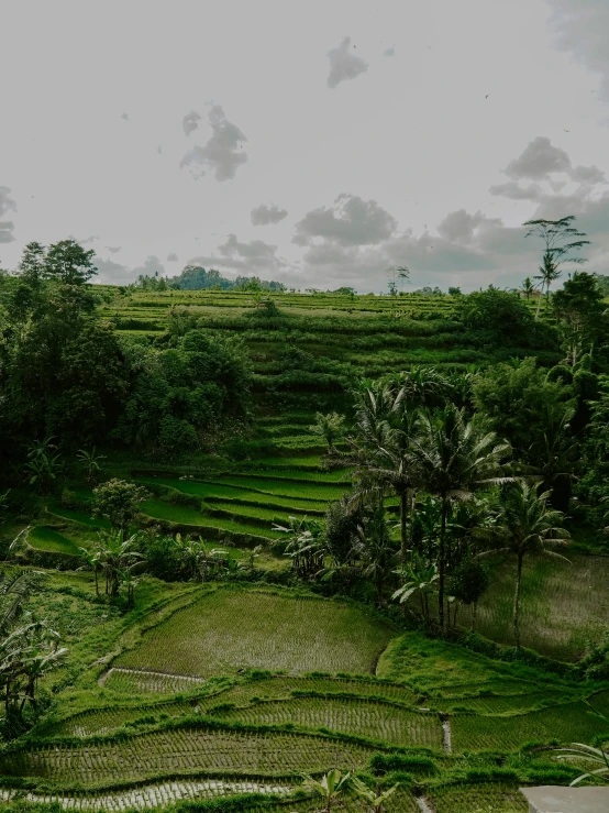 a po of some vegetation covered hill side