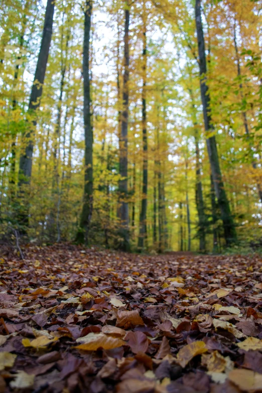 fall foliage covering the ground in front of many trees