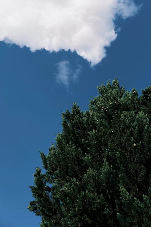 a plane flying over trees with a blue sky