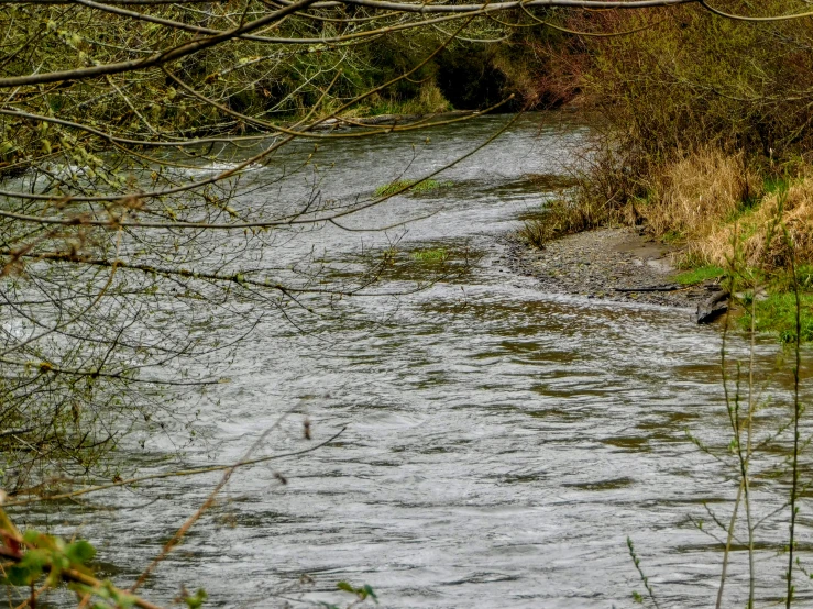 water stream with duck in low lying water