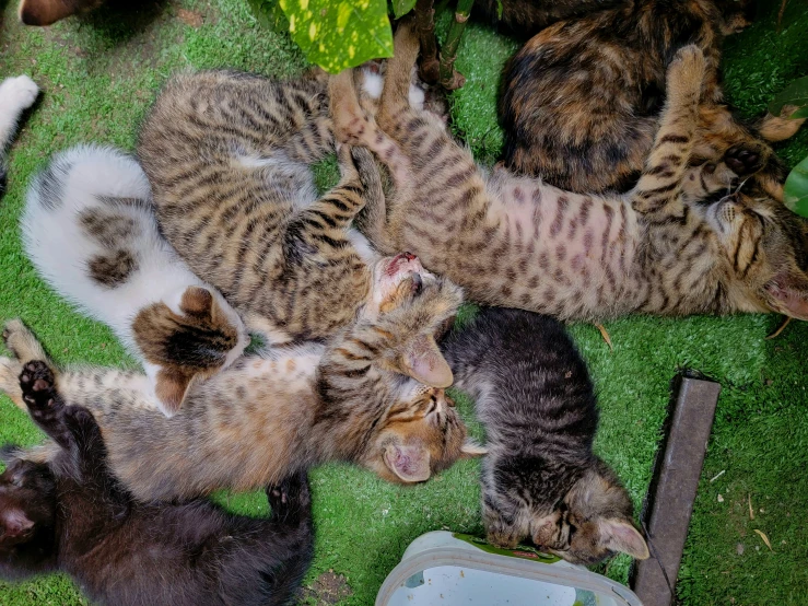 a group of kittens playing on the lawn