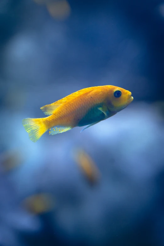 a small yellow fish floating by some blue rocks