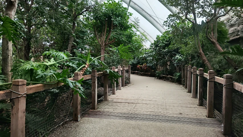 the walkway that leads through the forest is surrounded by trees and plants