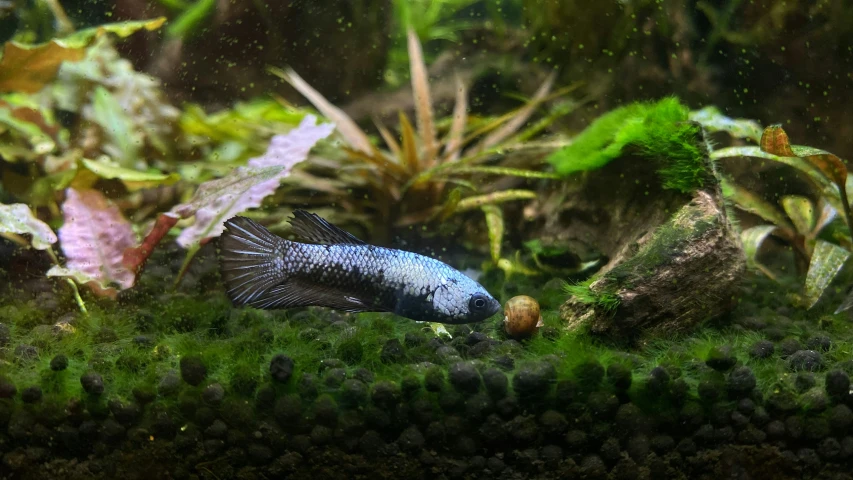 a blue fish swimming through an aquarium with algae on it