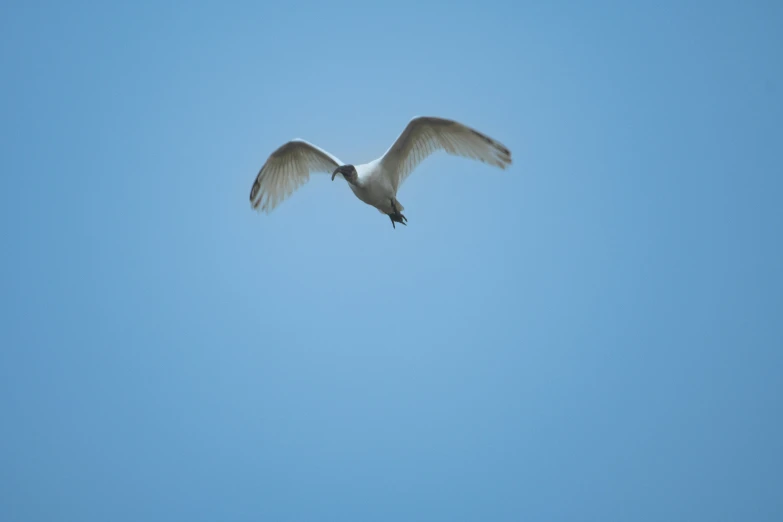 a bird flying in the sky over a building