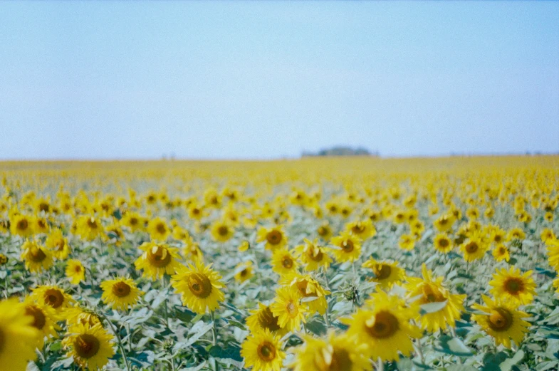 a large field of yellow flowers, with a blue sky in the background