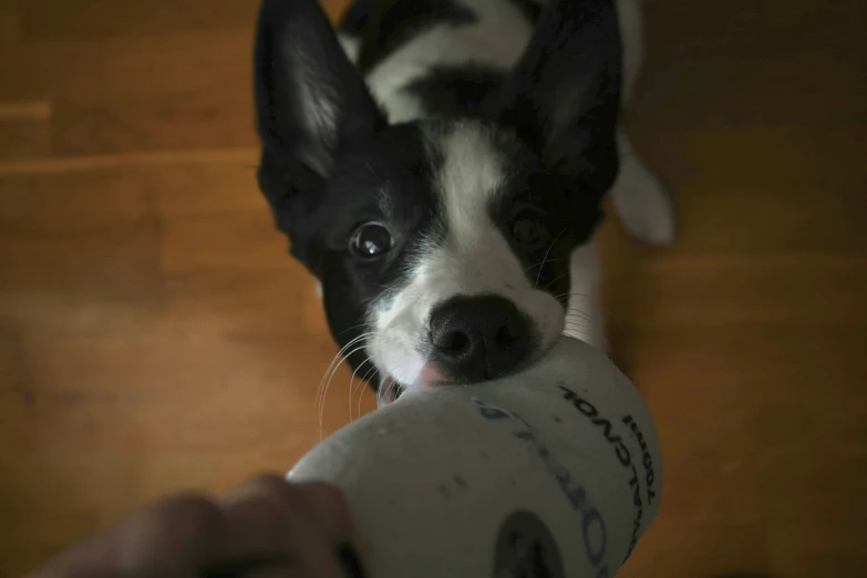 a black and white dog has a frisbee in its mouth