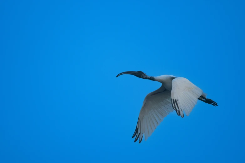 a bird flying in the sky with wings extended