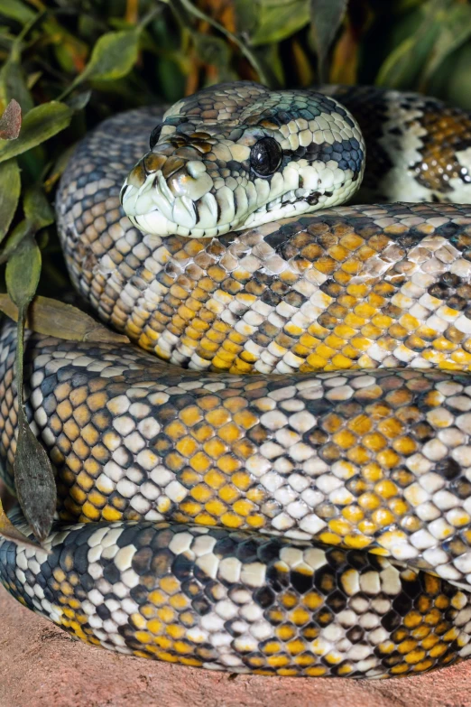 a brown, yellow, and black snake sitting on a rock with leaves in the background