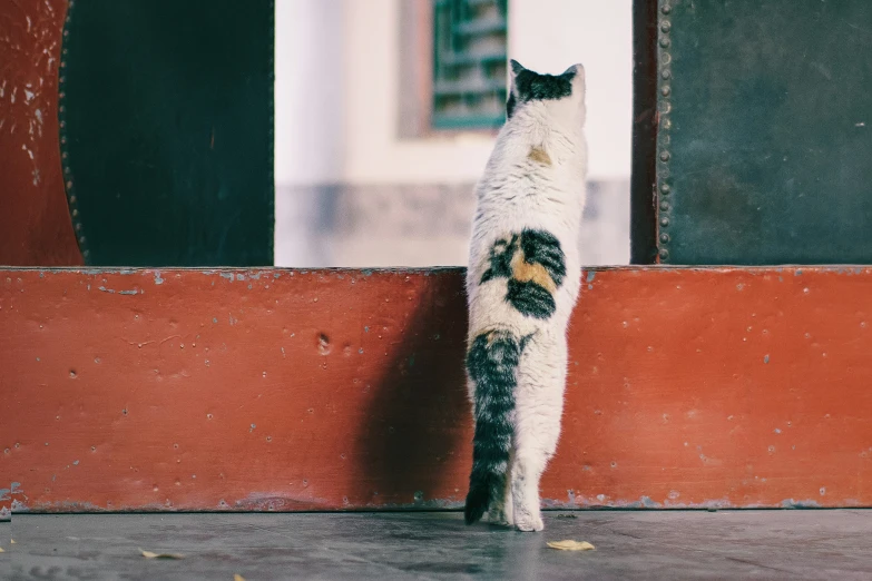 a black and white cat looking in to a wall