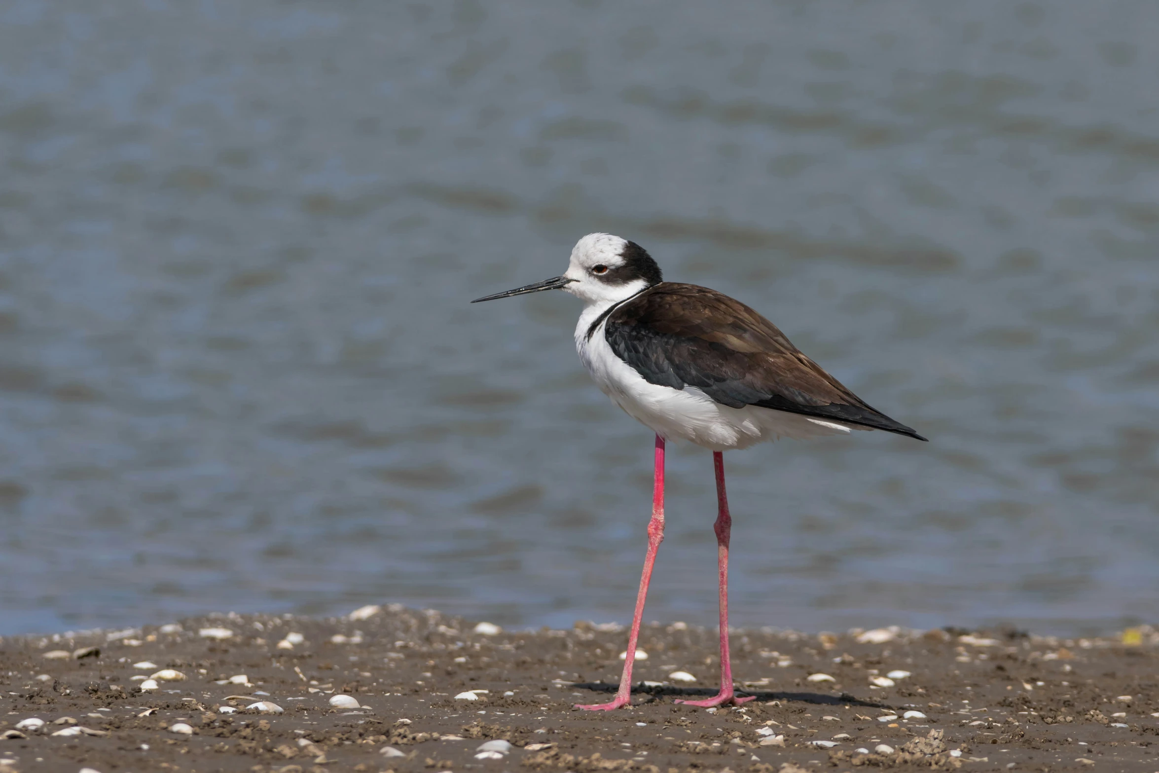 a brown and white bird with a long neck