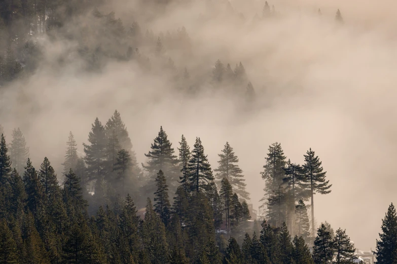 the fog and clouds in the trees are starting to turn brown