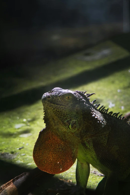 an iguana in the shade is eating a piece of food