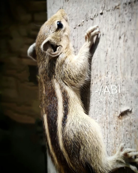 a cute animal holding its hand up on the side of a tree