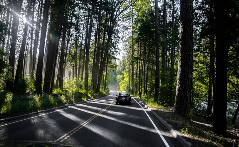 cars drive down the road through a grove of trees