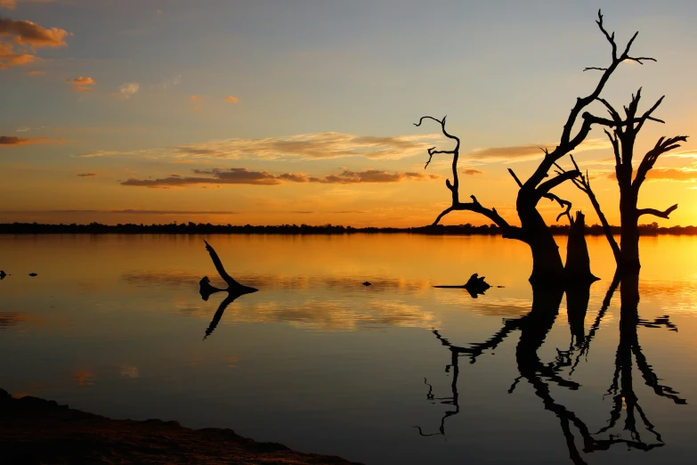 the reflection of tree in the water during sunset