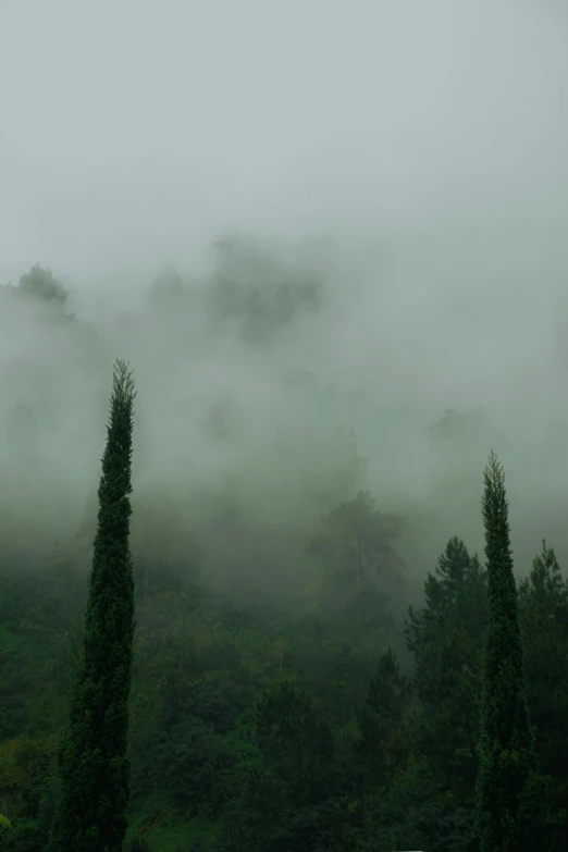 a cloudy day with fog covering the tops and trees