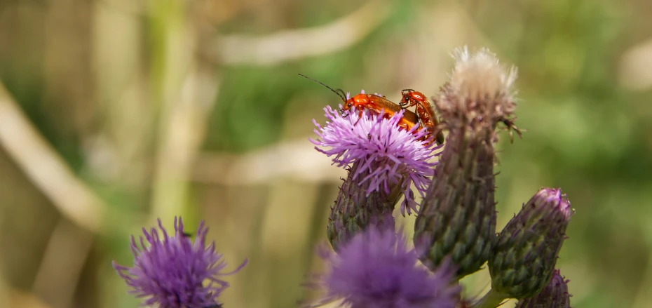 a bug is sitting on a purple flower