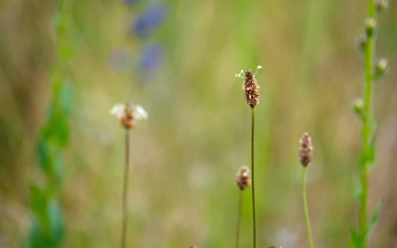 a single insect resting on a flower