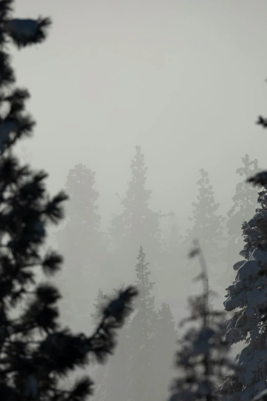 a picture of some snow and some trees