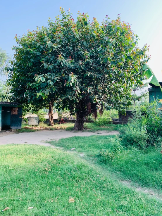 a yard that has grass and trees near by