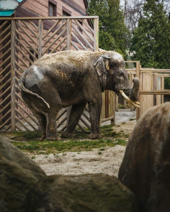 an elephant that is standing in some dirt