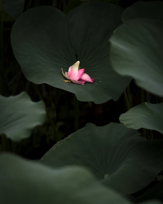 a flower sits on top of large green leaves