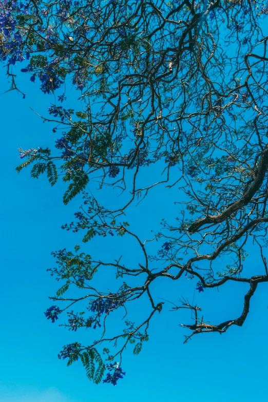 a giraffe standing near a tree nch