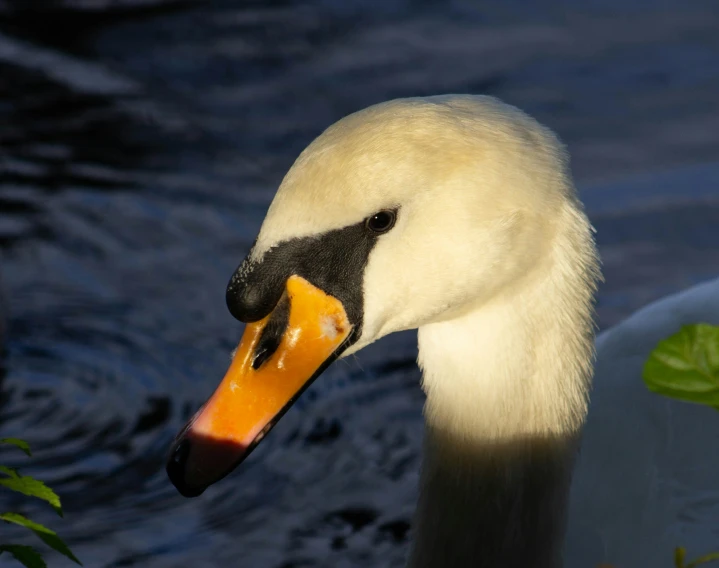 a close up image of a swan with its head to the side