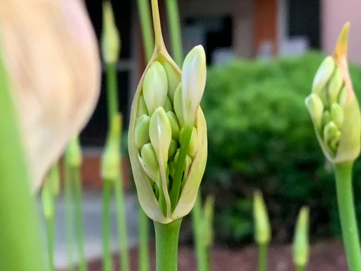 some green plant growing next to each other