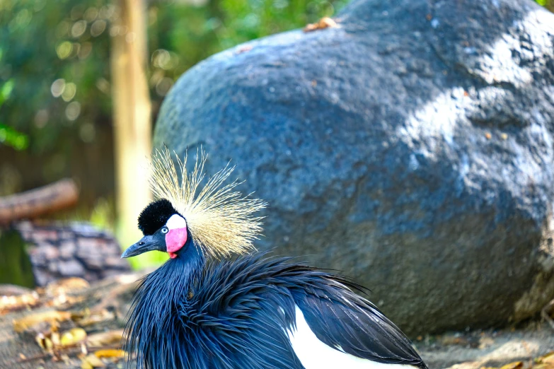 a large bird stands in the sun near a big rock