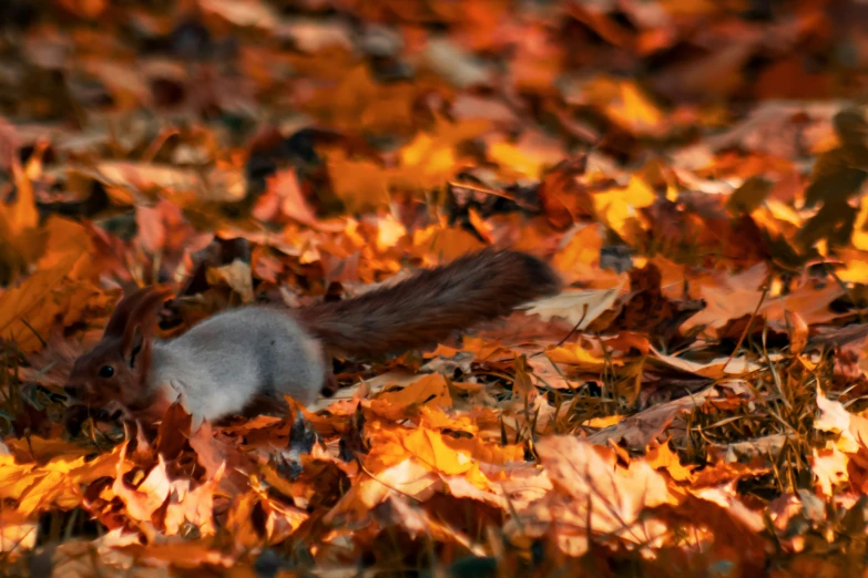 a squirrel laying on its back on some leaves