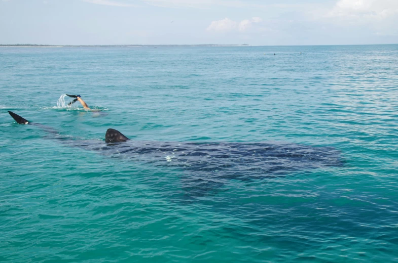 some black sharks in the water by each other