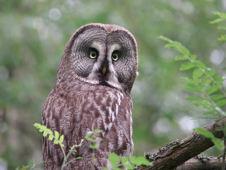 an owl looks at the camera from behind a tree nch