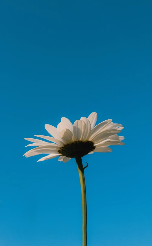 a single sunflower against a clear blue sky