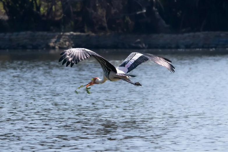 a bird flying above the water with a fish in its beak