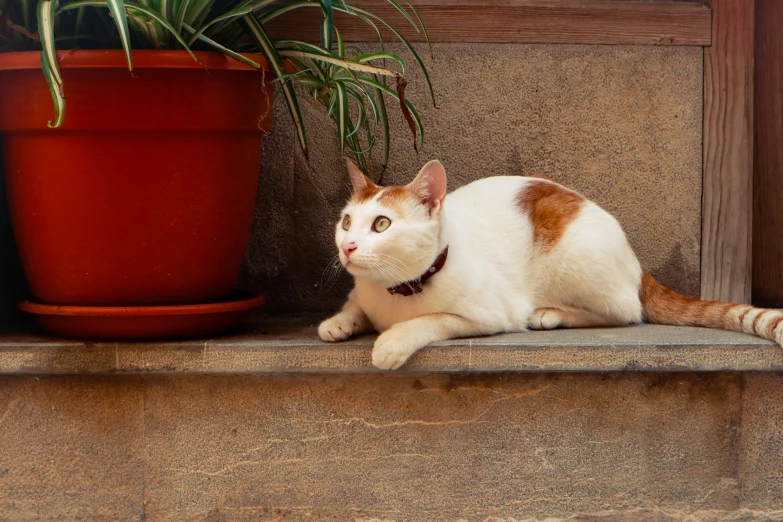 a cat laying on a ledge next to a potted plant