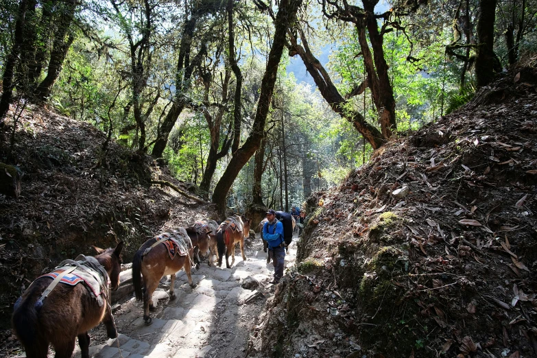 people with horseback on the trail between some trees