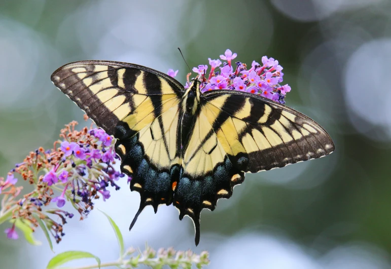 a erfly sitting on some flowers and watching soing