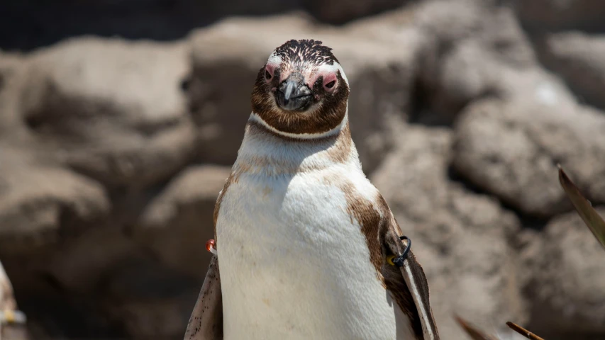 a small penguin is standing near rocks and trees