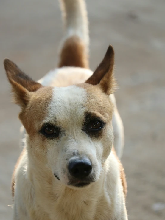 a closeup image of a small dog looking at the camera