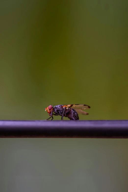 the small insect is sitting on top of a purple handle