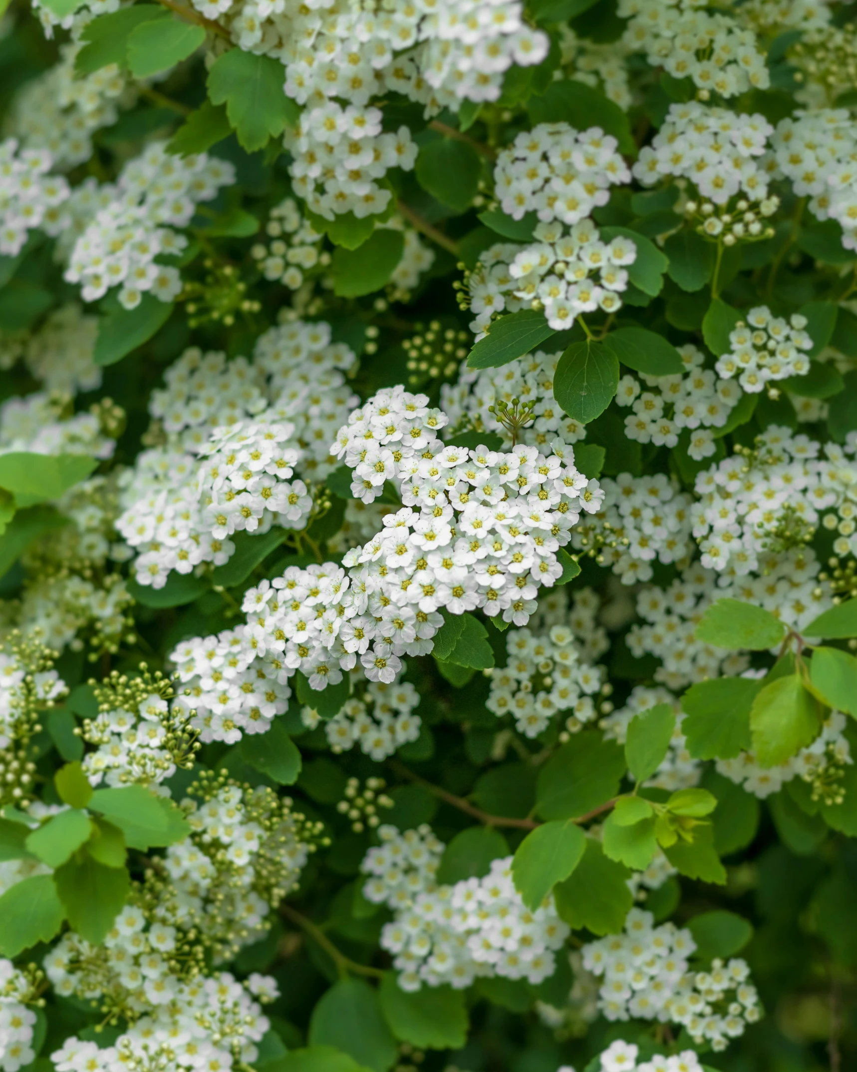 some white flowers and green leaves growing on a tree