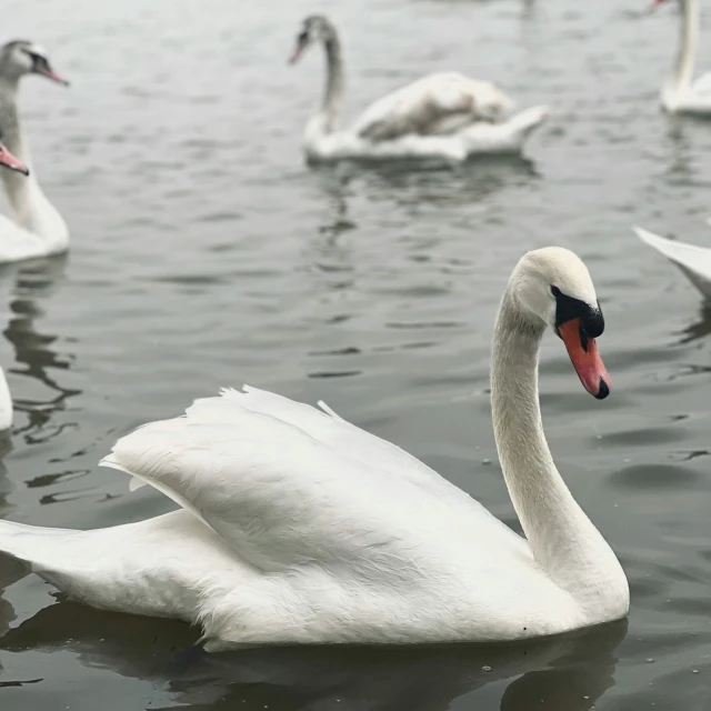 there are swans floating on a lake together